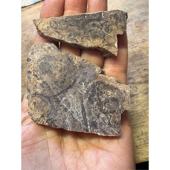 Petrified Wood Slabs (2) - Picture 1 of 8